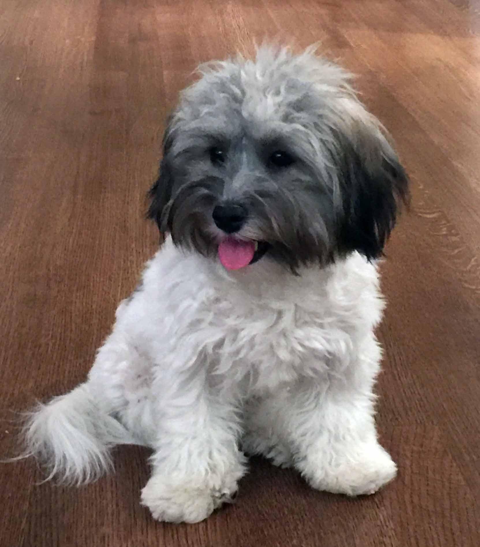 AKC Registered Havanese – Roxburys Havanese